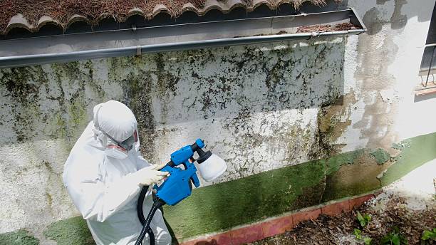Trusted Bathroom Mold Removal service in Niles, MI - Cheap Mold Removal
